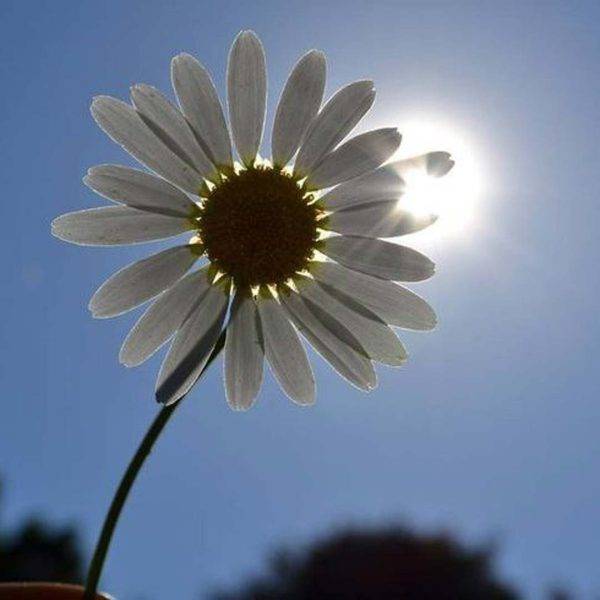 ابرو یاشار اولدوم ساهیدن